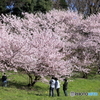 山桜