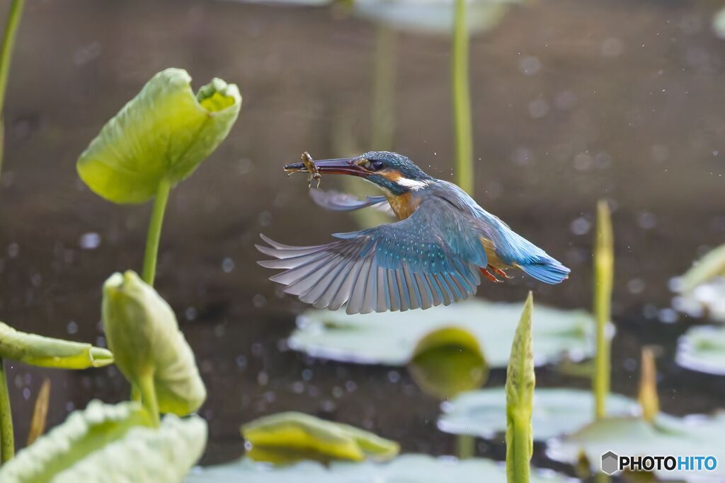 2000枚近く撮ってまともな写真が1枚