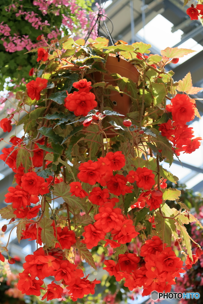 color of RED