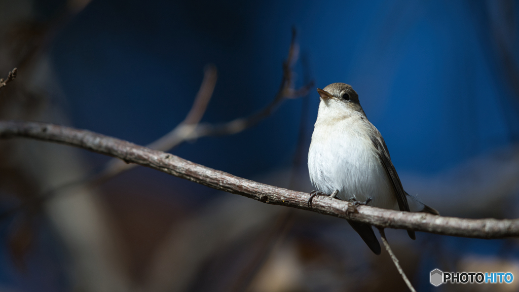 ニシオジロビタキ