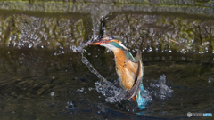 水絡み