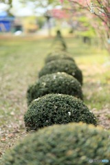  F1.8のボケ具合(・ω・)