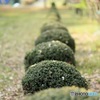  F1.8のボケ具合(・ω・)
