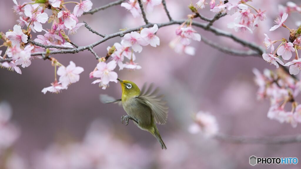 桜とメジロ