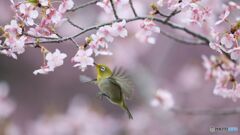 桜とメジロ