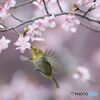 桜とメジロ