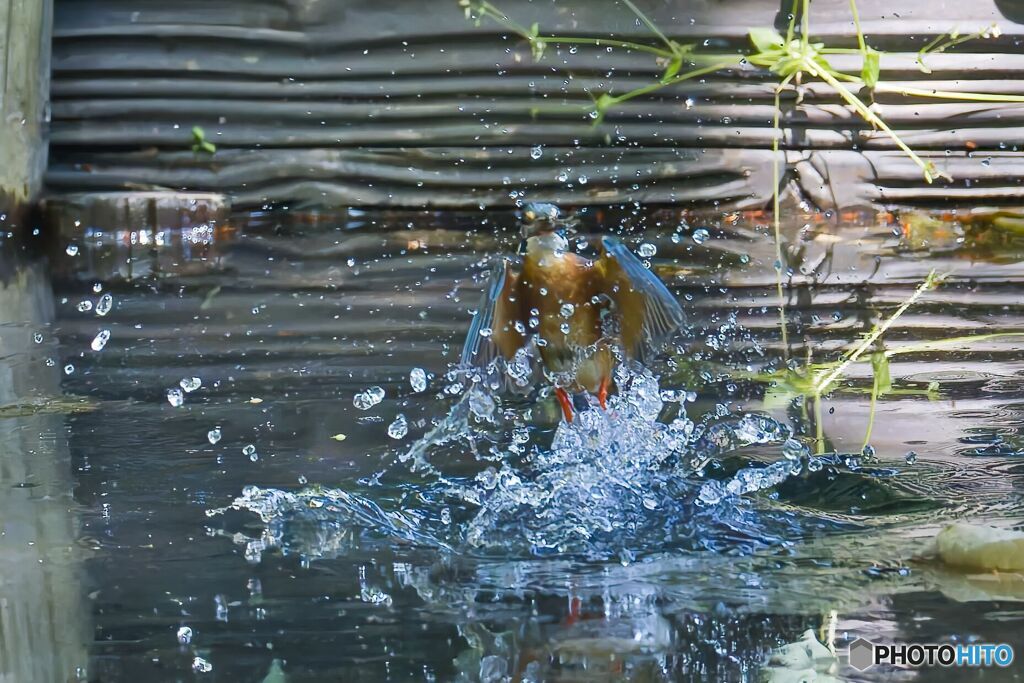 水滴にフォーカス・・・。