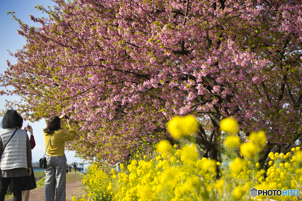 小出川の河津桜