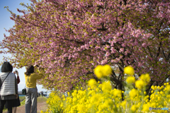小出川の河津桜