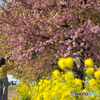 小出川の河津桜