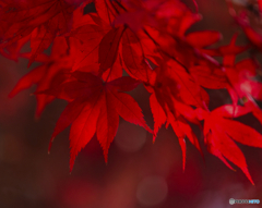 秋の赤色