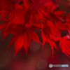 秋の赤色
