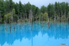 青い池は本当に青かった