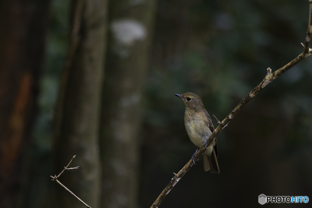 キビタキ幼鳥かな