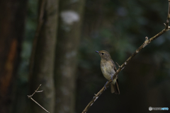 キビタキ幼鳥かな