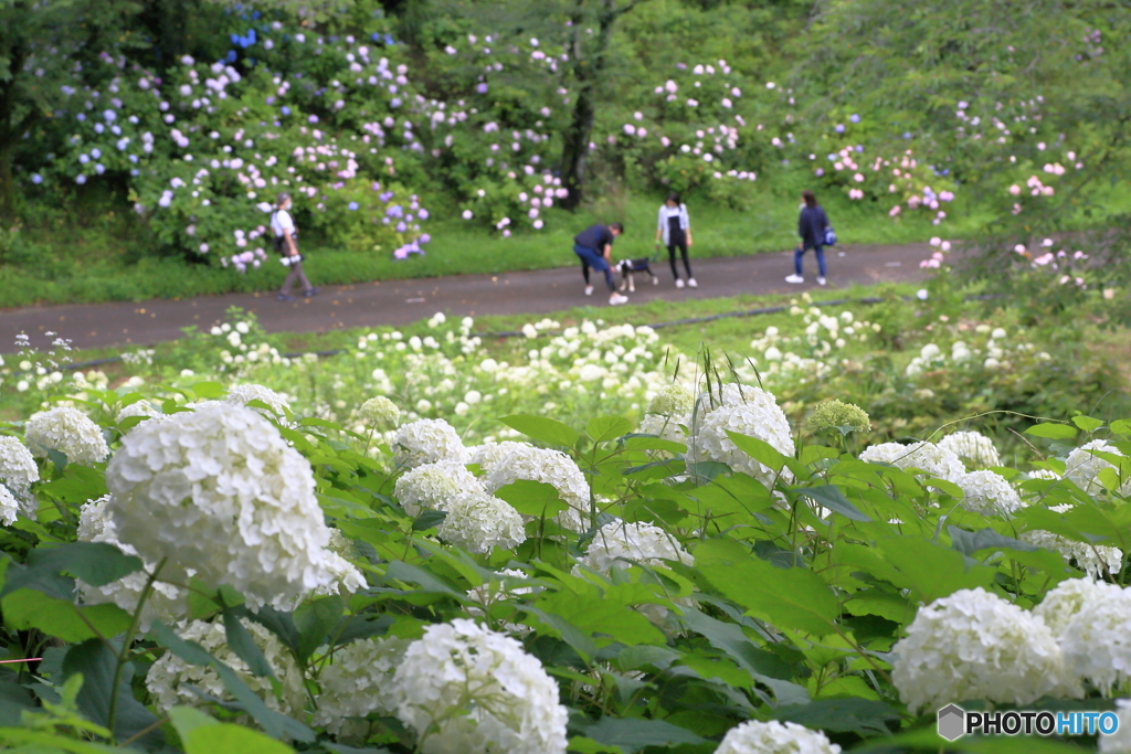 アジサイ園