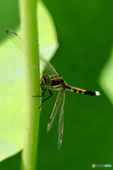 トンボの種類は謎