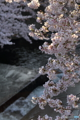 恩田川の桜