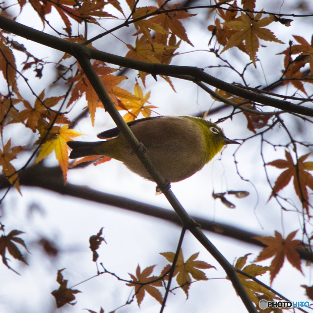 見上げれば1月のモミジとメジロ