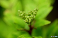 山椒らしいです