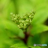 山椒らしいです