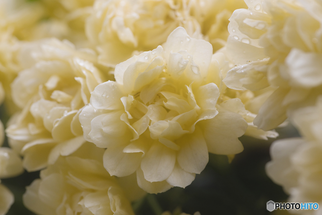 雨の日と木香薔薇