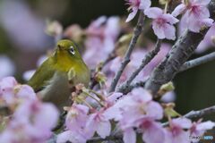 春っぽい構図