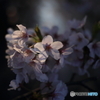夜明け