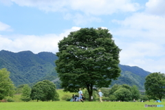 公園のシンボルツリー