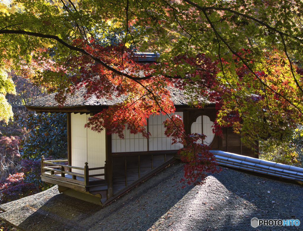 まだ少ない紅葉