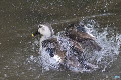 水浴び