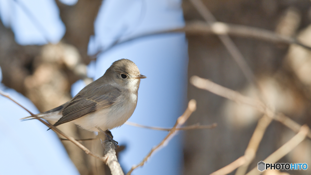ニシオジロビタキ