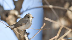 ニシオジロビタキ