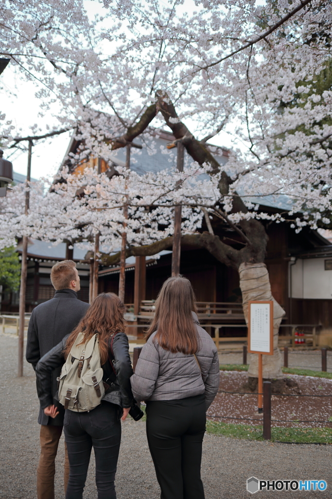 桜の標本木＠靖国神社 by （ID：8588706） 写真共有サイトPHOTOHITO