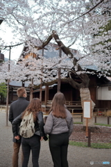 桜の標本木＠靖国神社