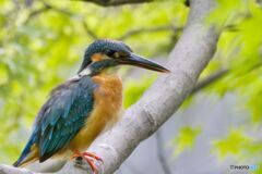 飛び込まないカワセミ