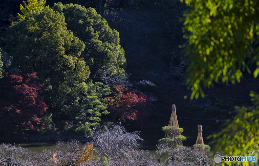野鳥時々風景
