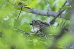 他の公園では雛が大きく成長