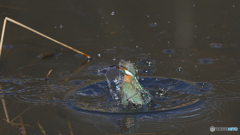 水絡み