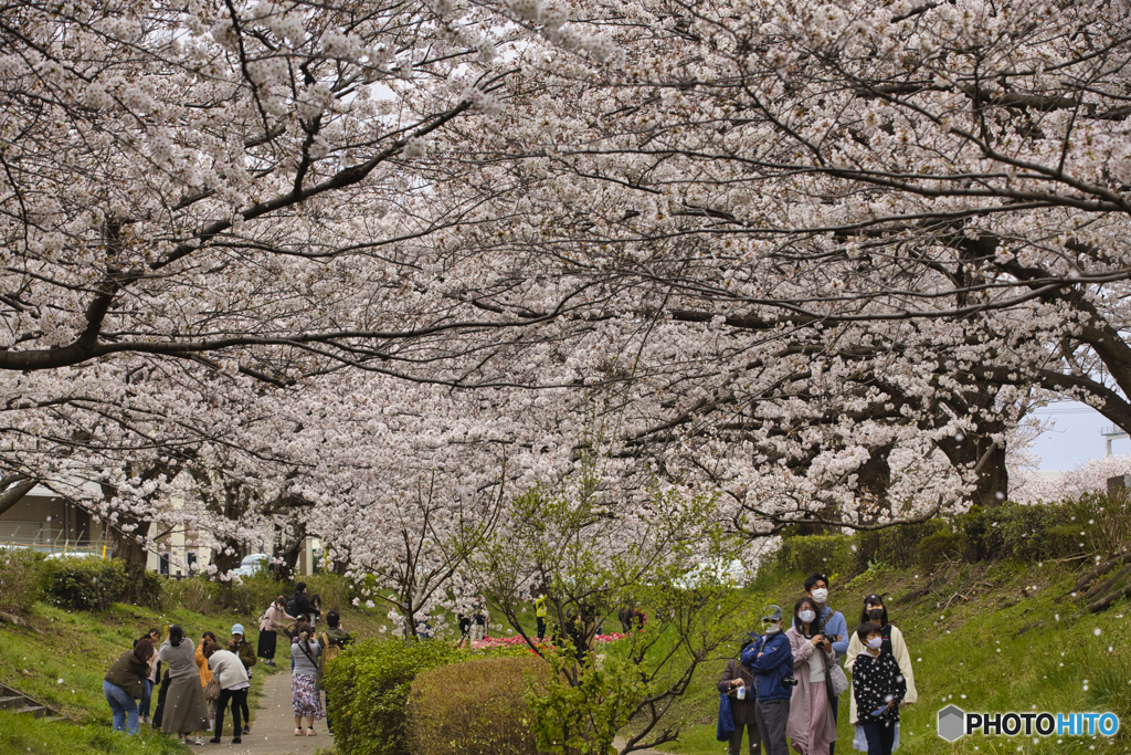 江川せせらぎ緑道　桜満開