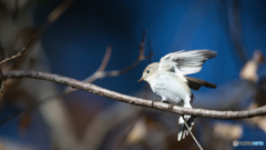 ニシオジロビタキ