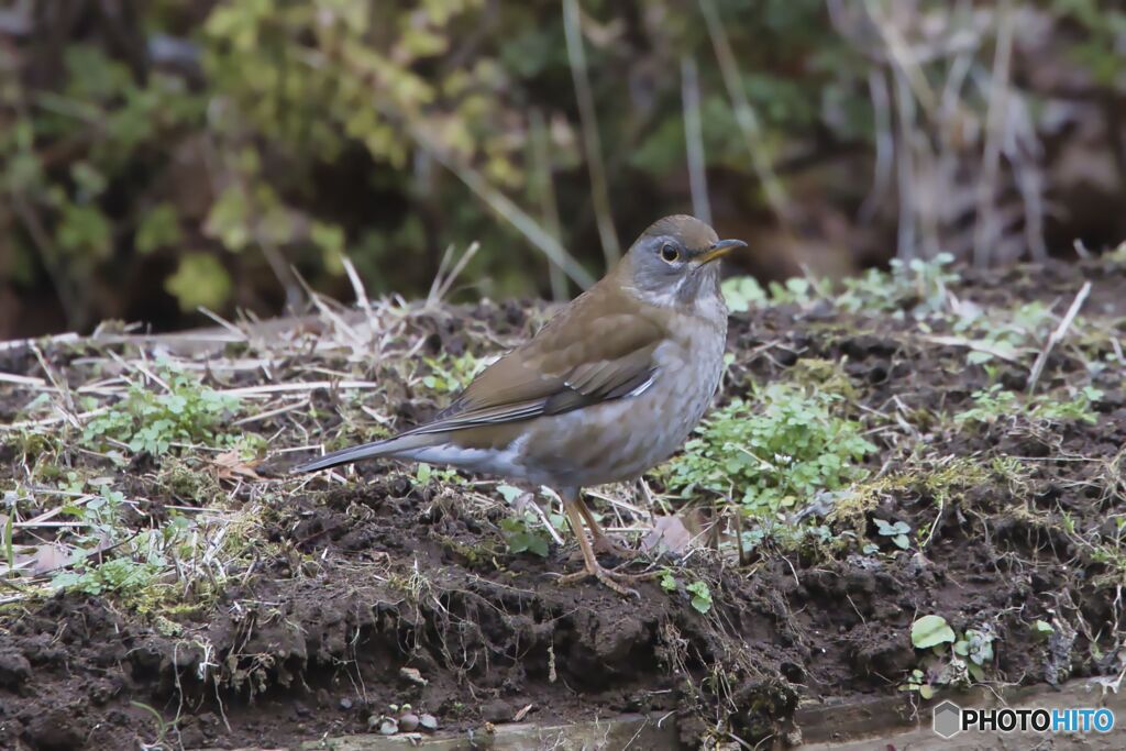 野鳥初心者には判別難しいぞ