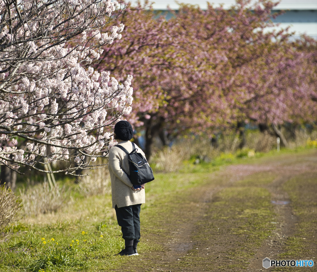 花見