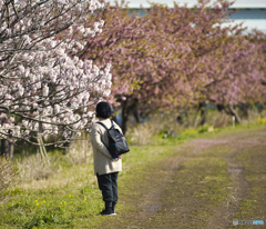 花見