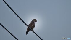 茨城県は猛禽天国