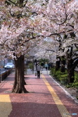 遊歩道の桜