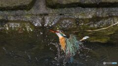 カワセミ三昧