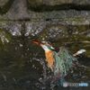 カワセミ三昧