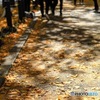 神宮外苑銀杏並木