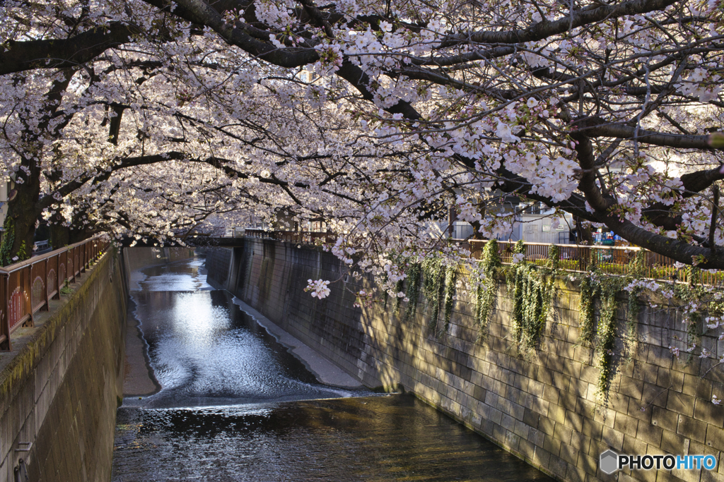 目黒川の桜